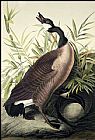 John James Audubon Canada Goose painting